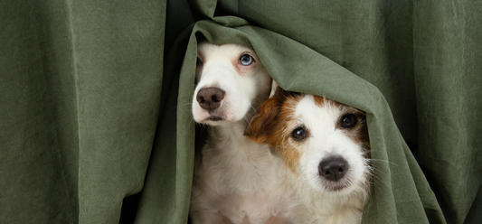 Canine Attachment Behavior: How Genetics Influence Your Dog’s Bonding and Social Traits