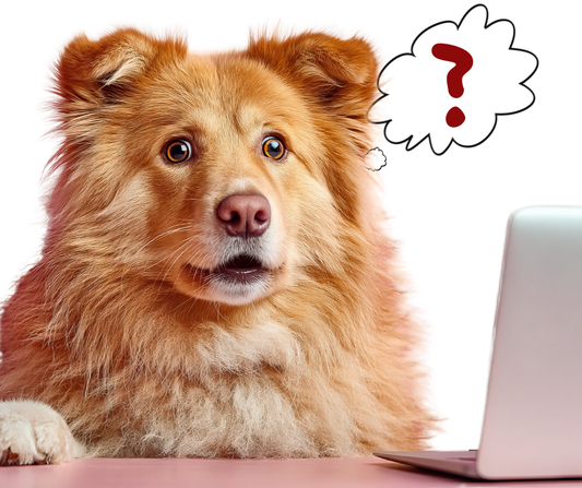 Sex Disorders in Dogs and Humans